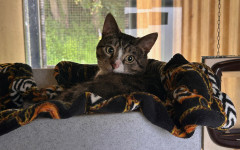 Pecan (1)