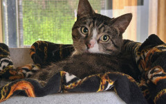 Pecan (3)