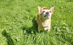 Bentley (2)