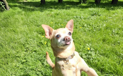 Bentley (5)
