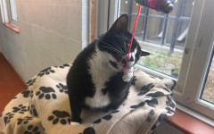 Smudge (2)