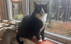 Smudge (5)