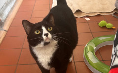 Smudge (6)