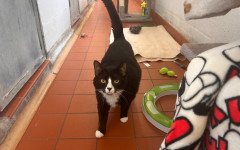 Smudge (9)