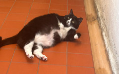 Smudge (11)