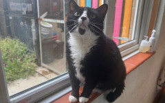 Smudge (14)