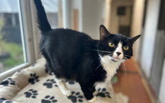 Smudge (16)