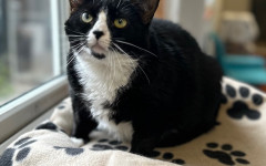 Smudge (18)