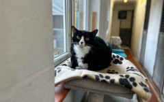 Smudge (1)