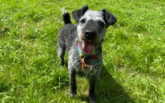 Dotty (2)