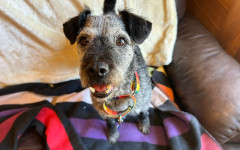 Dotty (5)