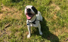 Bo (5)