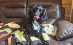 Milo (3)