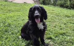 Milo (5)