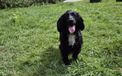 Milo (1)