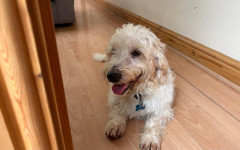 Ollie (2)