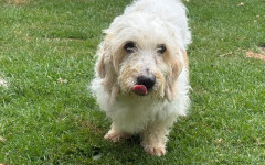 Ollie (4)