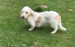 Ollie (5)