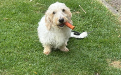Ollie (6)