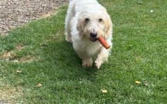 Ollie (7)