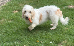 Ollie (1)