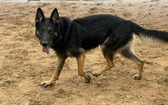Wally (6)