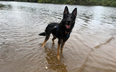 Wally (4)