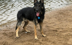 Wally (2)