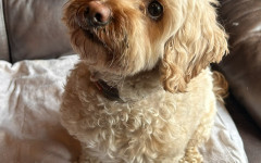 Lottie (7)