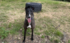 Dotty (6)