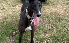 Dotty (7)