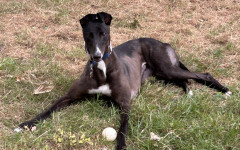 Dotty (10)
