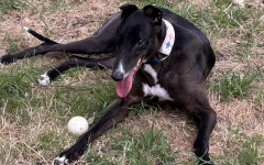 Dotty (16)