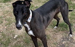 Dotty (17)