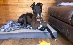 Dotty (1)