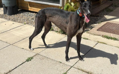 Dotty (2)