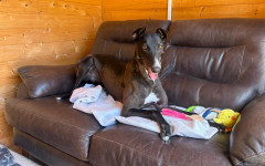 Dotty (7)