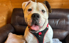 Bronson (3)