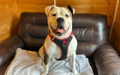 Bronson (4)