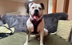 Bronson (1)
