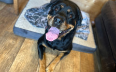Frida (2)