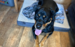 Frida (3)