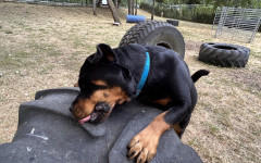 Frida (10)