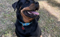 Frida (1)