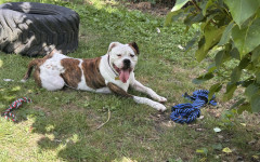 Bronson