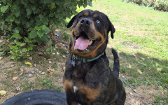 Hugo (7)
