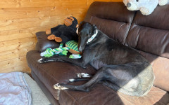 DelBoy (1)