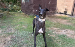 DelBoy (3)