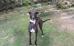 DelBoy (5)