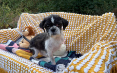 Marley (10)